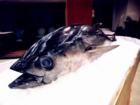 斯里蘭卡冰鮮金槍魚(yú)進(jìn)口報(bào)關(guān) 斯里蘭卡冰鮮金槍魚(yú)進(jìn)口報(bào)關(guān)