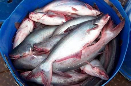 1569376888429255.png 水產品進口清關代理