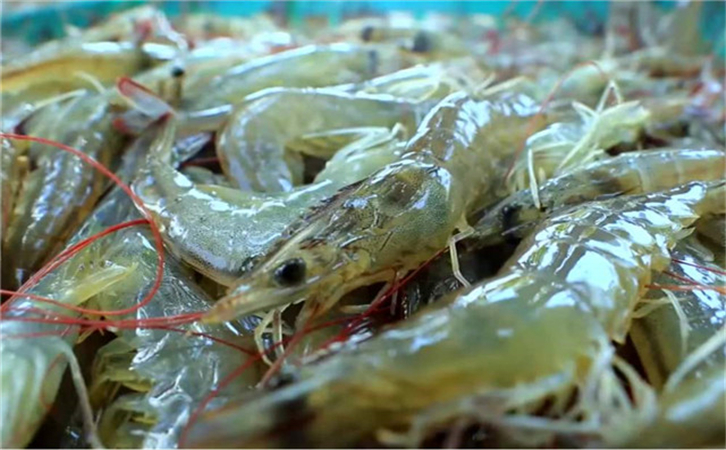 越南水產(chǎn)品進口報關(guān)代理公司 越南水產(chǎn)品進口報關(guān)