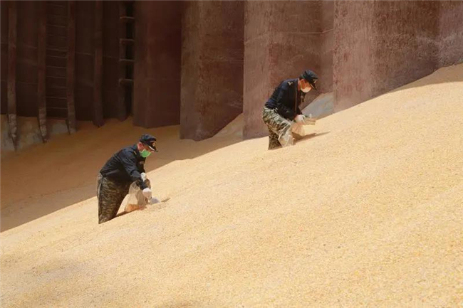 1592272567491017.jpg 進(jìn)口玉米報關(guān)