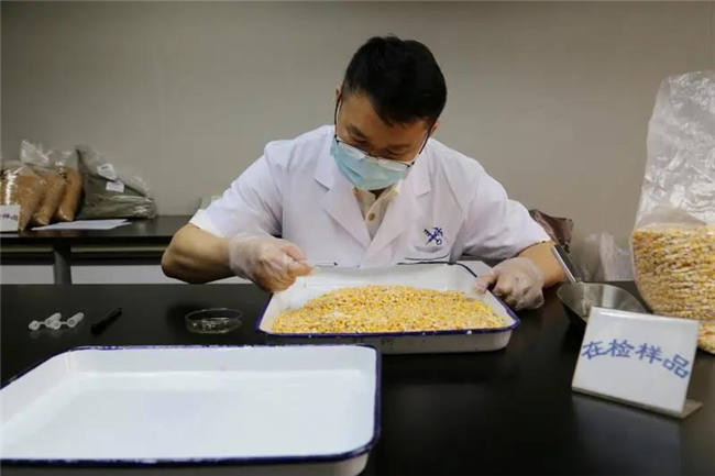 1592272578806788.jpg 進(jìn)口玉米報關(guān)