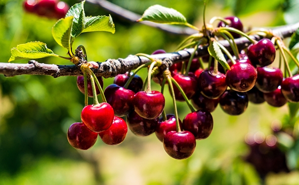 進口櫻桃報關(guān)申報流程是怎樣的? 進口櫻桃報關(guān)