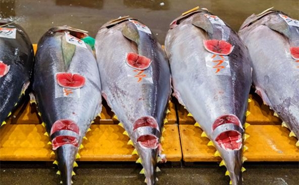 進口冰鮮金槍魚清關所需提供的資料 進口冰鮮金槍魚清關