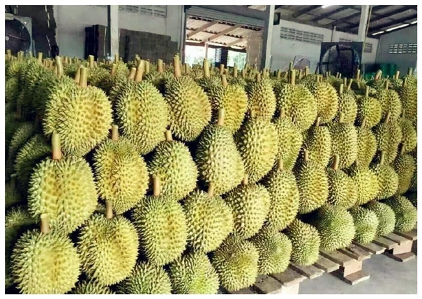 泰國榴蓮進口清關一般貿易流程 泰國榴蓮進口清關