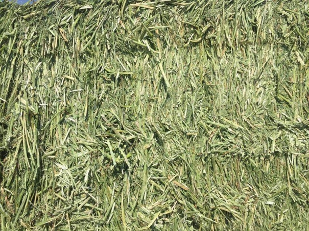 牧草進口清關代理小知識,超詳細 牧草進口清關代理