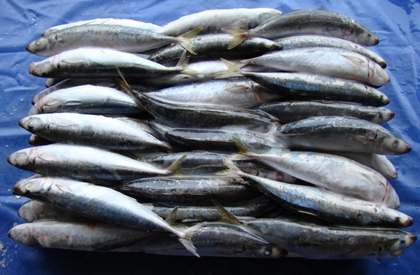 1629369839242891.jpg 青島進(jìn)口水產(chǎn)品報關(guān)