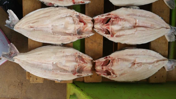 1631528522895121.jpg 越南巴沙魚進(jìn)口報關(guān)_副本.jpg