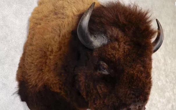 1637836484751012.png 動物標本進口報關(guān)代理_副本.png