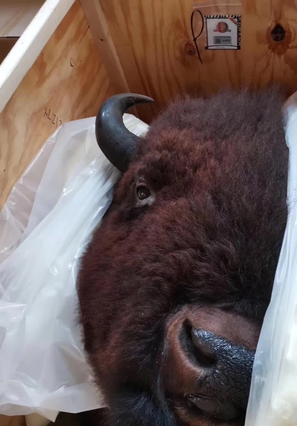 1637836499547225.jpg 動物標本進口清關(guān)公司_副本.jpg