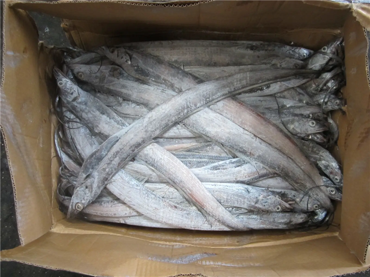 1651834634941958.png 冷凍帶魚清關公司 (2)_副本.png