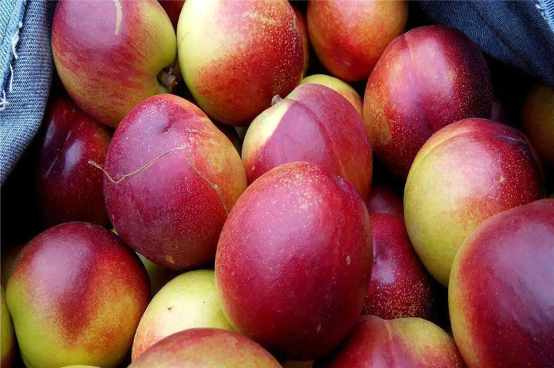 1664358881435214.png 廣州進(jìn)口澳洲水果報(bào)關(guān).png