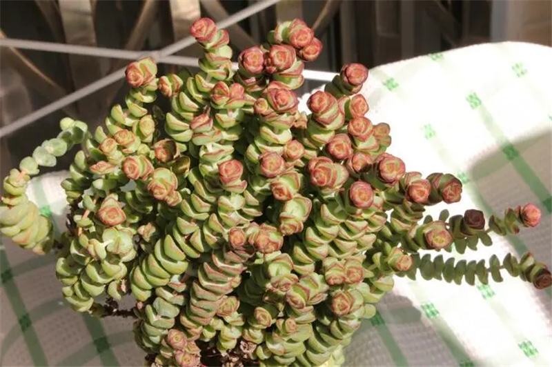 1665481232504952.png 天津植物進(jìn)口清關(guān)報(bào)關(guān).png